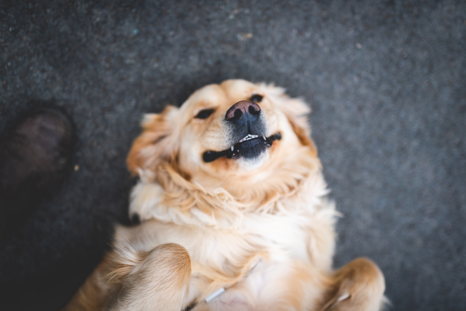 Políticas "Pet Friendly" para Alojamentos Turísticos em Espanha